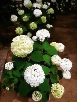 妙法寺(東京都)