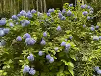 明月院(神奈川県)