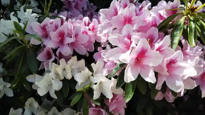 菊田神社の自然