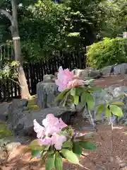 中野沼袋氷川神社の自然