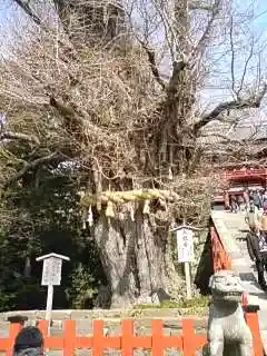鶴岡八幡宮の{uncategorized: "未分類", other: "その他", undefined: "問題あり", building: "その他建物", grave: "お墓", sacred_gate: "鳥居", guardian: "狛犬", statue: "像", buddha: "仏像", history: "歴史", nature: "自然", garden: "庭園", animal: "動物", pagoda: "塔", temizu: "手水舎", mountain_gate: "山門・神門", sanctuary: "本殿・本堂", subordinate: "末社・摂社", art: "芸術", scenery: "景色", jizo: "地蔵", ema: "絵馬", goshuin: "御朱印", omikuji: "おみくじ", items: "授与品その他", amulet: "お守り", goshuincho: "御朱印帳", eats: "食事", festival: "お祭り", votive_dance: "神楽", shichigosan: "七五三参", wedding: "結婚式", experience: "体験その他", initially: "初詣", around: "周辺", anti_infection: "感染症対策"}