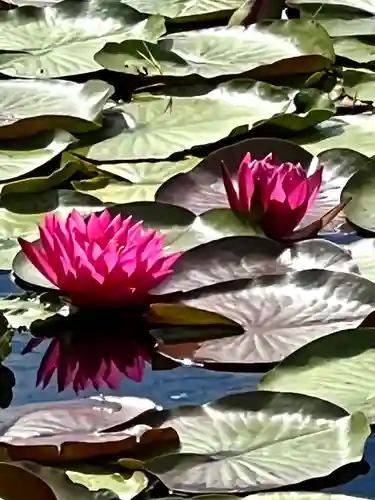 倶梨迦羅神社(長野県)