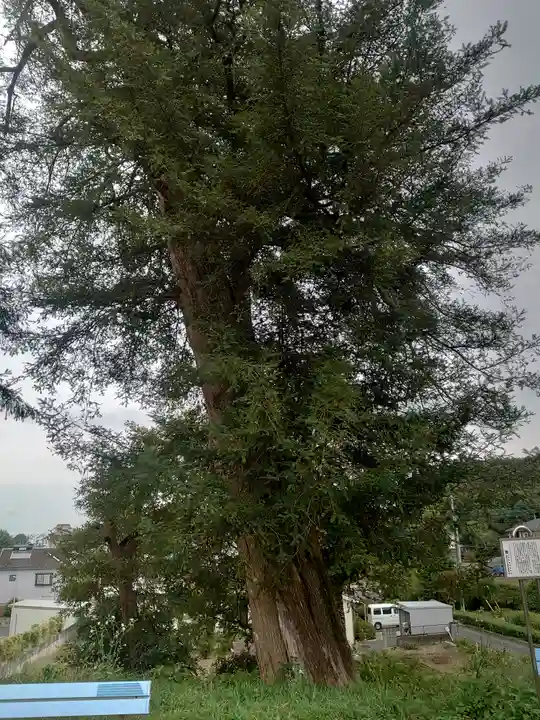 西久保観世音堂の自然