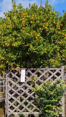 二尊院(京都府)