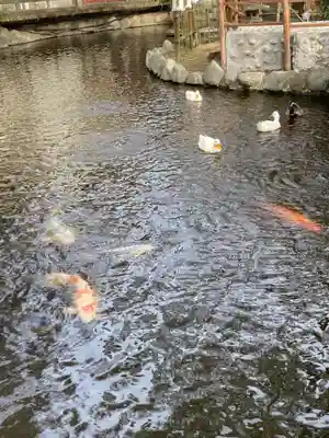 平塚八幡宮(神奈川県)