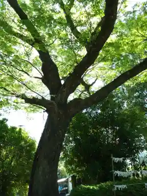河内阿蘇神社(熊本県)