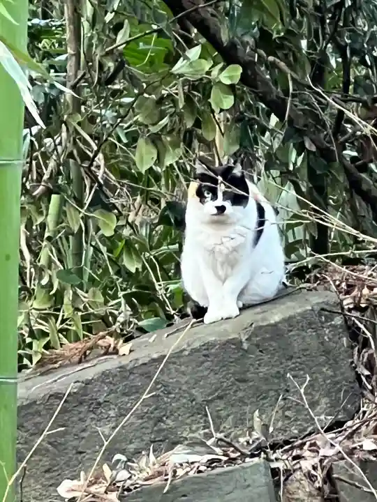 鷲宮神社の動物