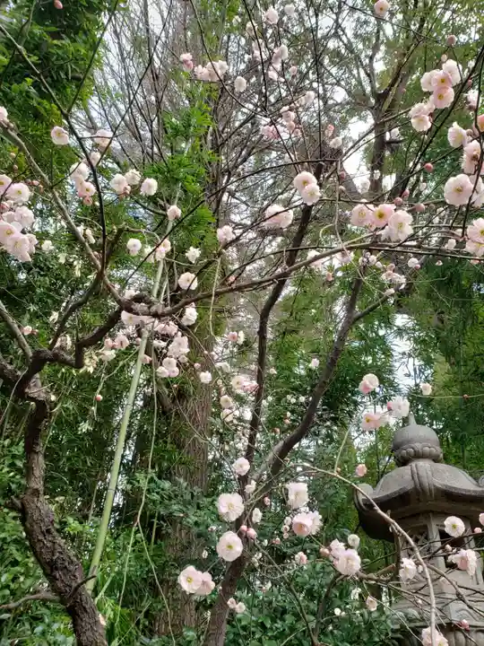 阿佐ヶ谷神明宮(東京都)
