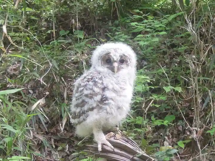賀茂別雷神社(栃木県)