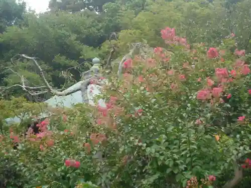 浄光明寺の自然