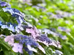 山家神社の自然