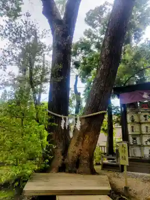 武蔵一宮氷川神社(埼玉県)