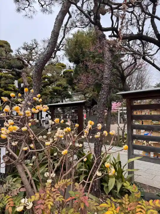 鳩森八幡神社の自然