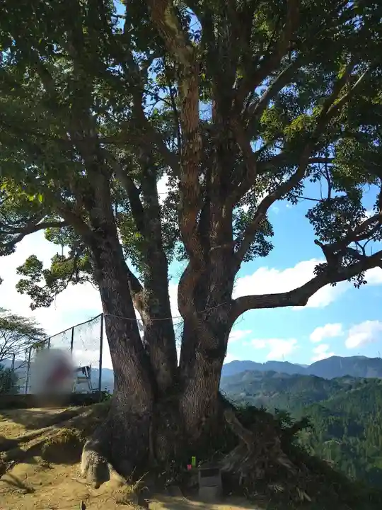 サムハラ神社 元宮の自然