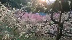 大縣神社の自然