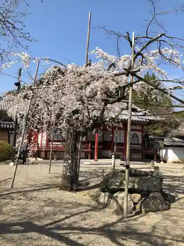 高山寺の自然