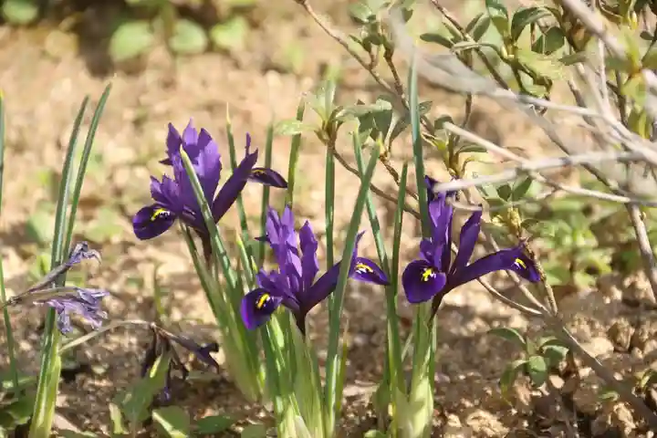 大鏑神社の庭園