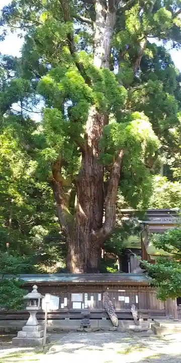 若狭姫神社(若狭彦神社下社)の自然