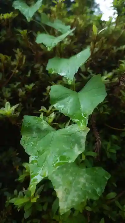 伊久波神社(下三宅)の自然