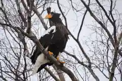 宝光寺の動物