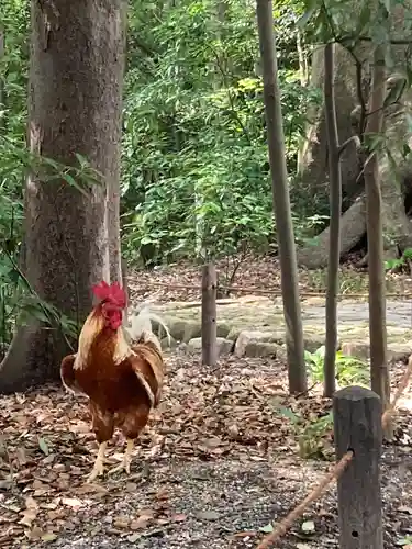熱田神宮の動物