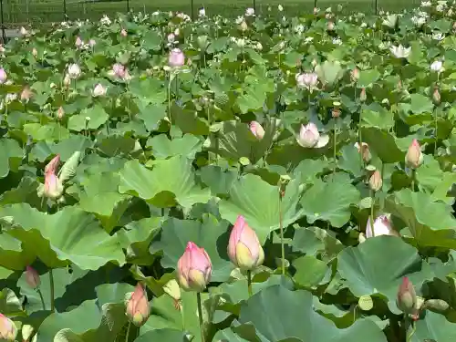 臼杵石仏(大分県)