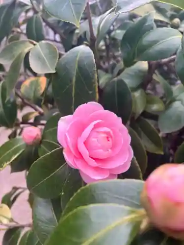 難波八阪神社(大阪府)