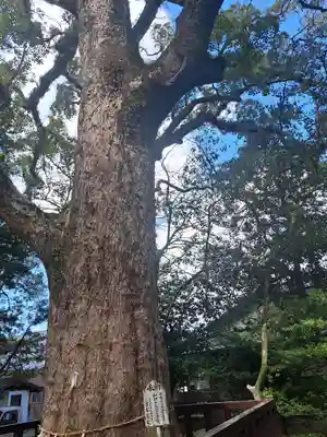 御勢大霊石神社 の自然