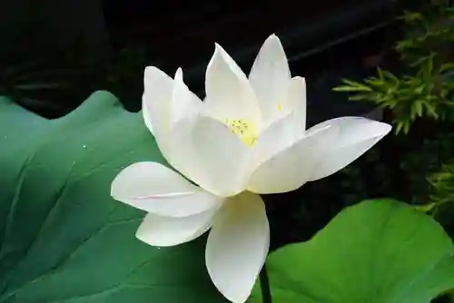 遠照山 光明寺（尼崎大仏）の自然