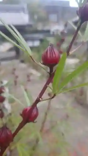 井際山 如意輪寺(愛知県)