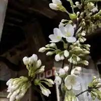高司神社〜むすびの神の鎮まる社〜の自然
