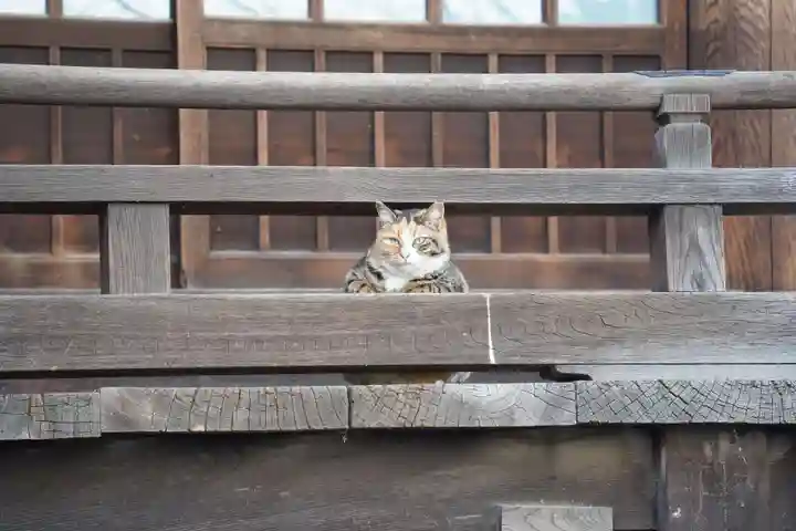 太宗寺の動物