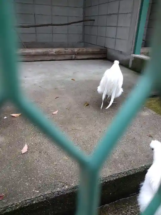 阿智神社の動物