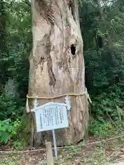 大山祇神社の自然