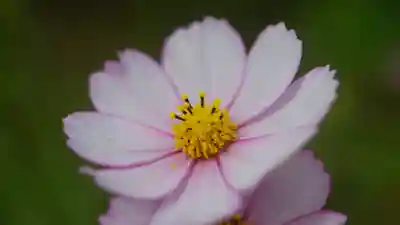 般若寺 ❁﻿コスモス寺❁(奈良県)