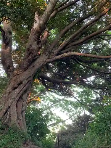 浅間神社の自然