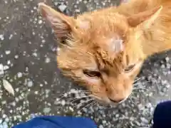 佐野赤城神社の動物