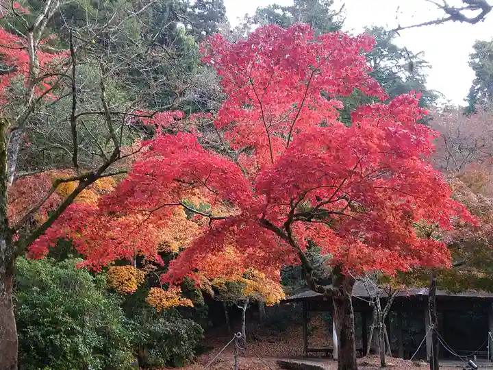 四宮神社の自然