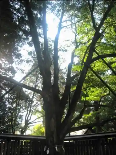 天岩戸神社の自然