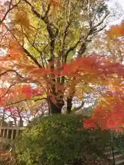 岡寺（龍蓋寺）の自然