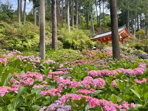 三室戸寺の庭園