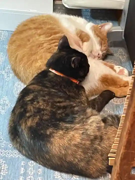 五十稲荷神社(栄寿稲荷神社)の動物