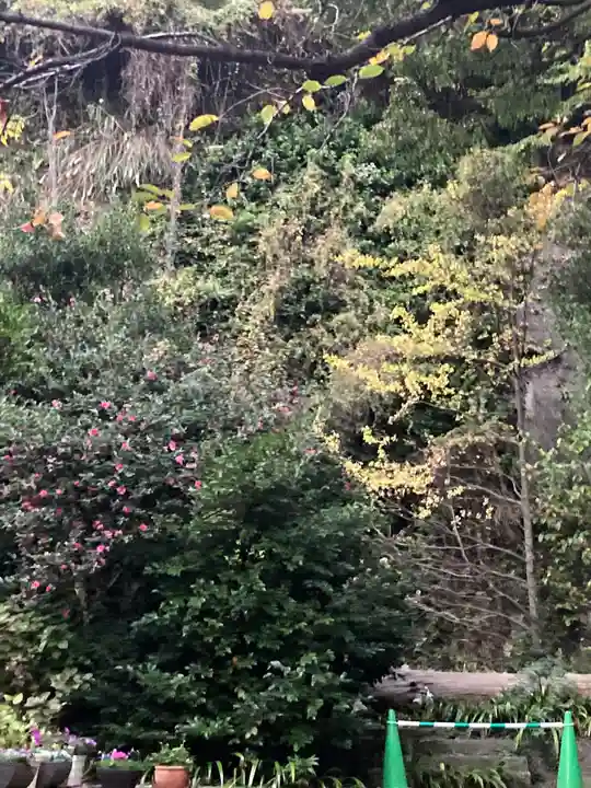 大綱金刀比羅神社の自然