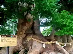 賀久留神社の自然