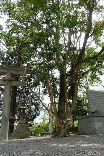 大井神社の自然