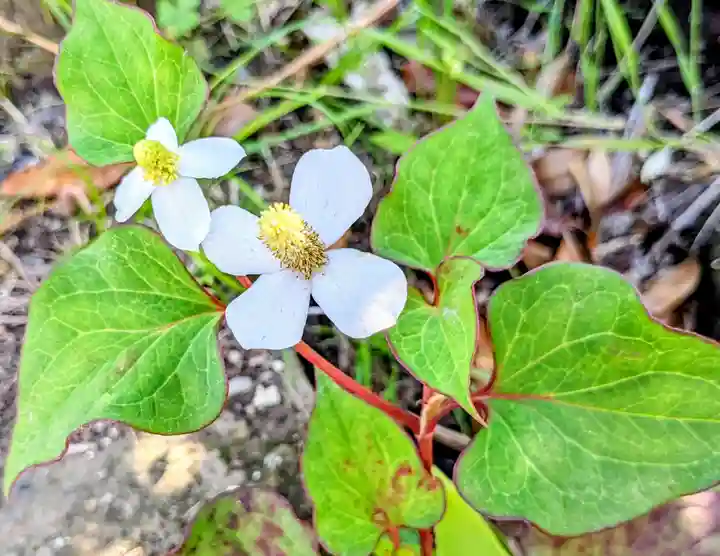 東慶寺(神奈川県)