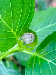 蚊里田八幡宮(長野県)(2025年06月22日(日) 13時13分35秒投稿)