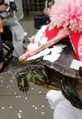 市谷亀岡八幡宮の動物