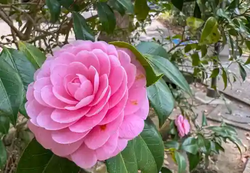 円覚寺の{uncategorized: "未分類", other: "その他", undefined: "問題あり", building: "その他建物", grave: "お墓", sacred_gate: "鳥居", guardian: "狛犬", statue: "像", buddha: "仏像", history: "歴史", nature: "自然", garden: "庭園", animal: "動物", pagoda: "塔", temizu: "手水舎", mountain_gate: "山門・神門", sanctuary: "本殿・本堂", subordinate: "末社・摂社", art: "芸術", scenery: "景色", jizo: "地蔵", ema: "絵馬", goshuin: "御朱印", omikuji: "おみくじ", items: "授与品その他", amulet: "お守り", goshuincho: "御朱印帳", eats: "食事", festival: "お祭り", votive_dance: "神楽", shichigosan: "七五三参", wedding: "結婚式", experience: "体験その他", initially: "初詣", around: "周辺", anti_infection: "感染症対策"}
