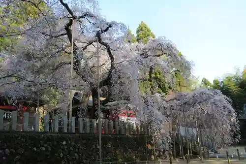 小川諏訪神社の自然